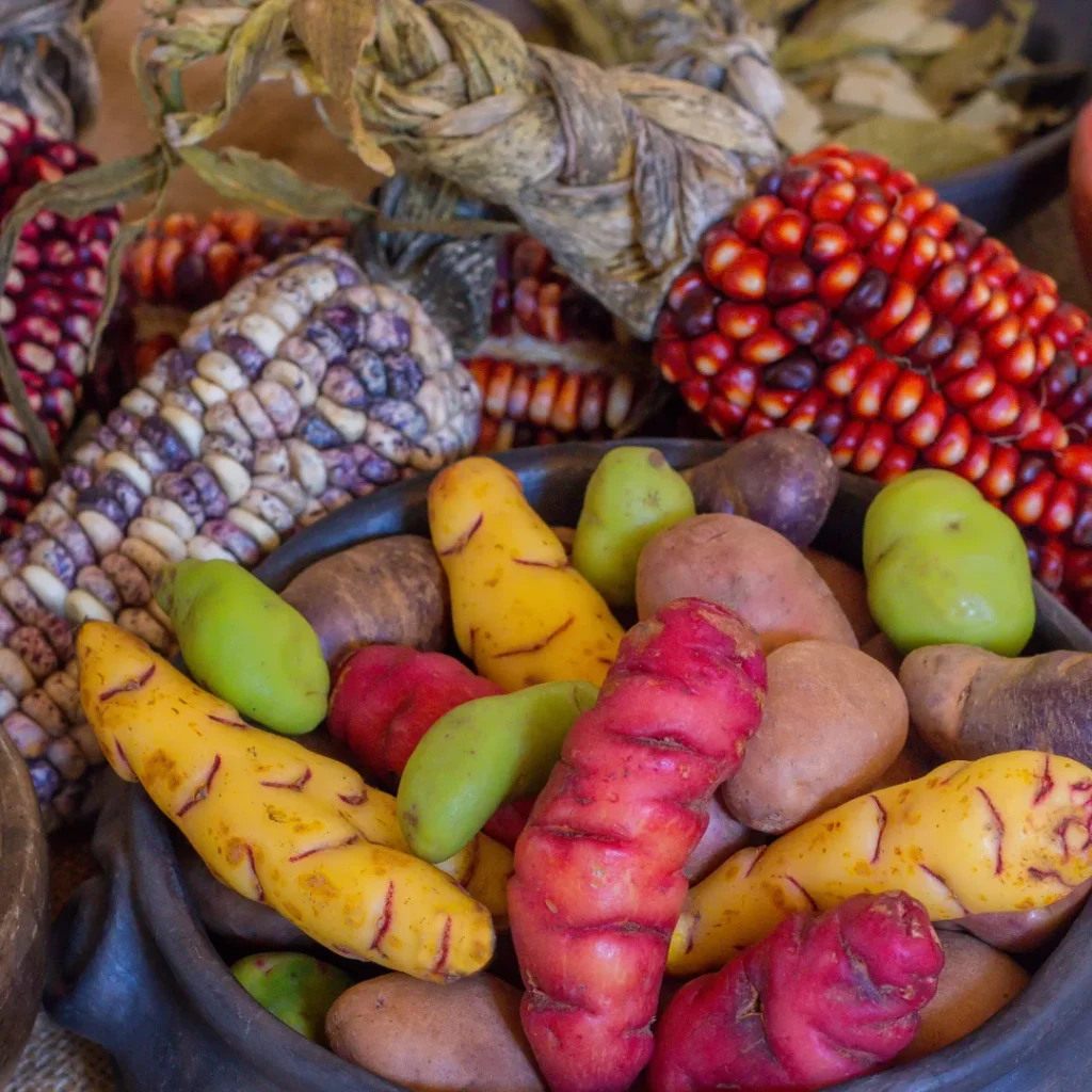 Cestas de vime cheias de batatas andinas coloridas e espigas de milho nativo