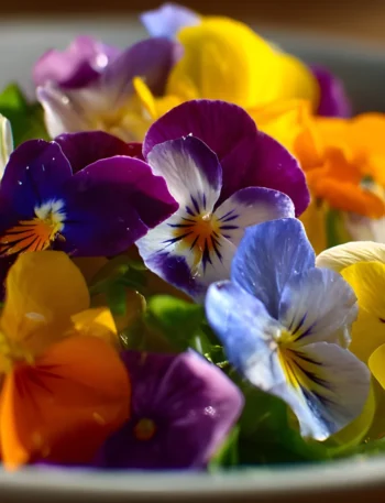 Flores Comestíveis